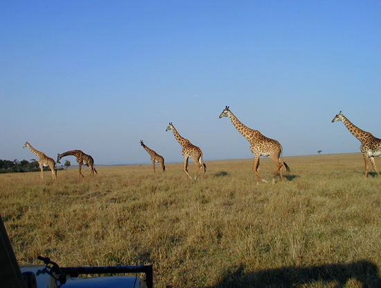 Journey of Giraffes