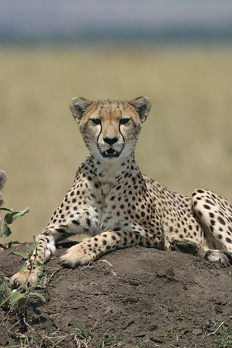 Cheetah posing