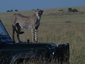 Cheetah on the bonnet