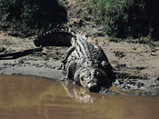 Huge Crocodile