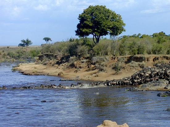 Great Migration river crossing in the Masai Mara