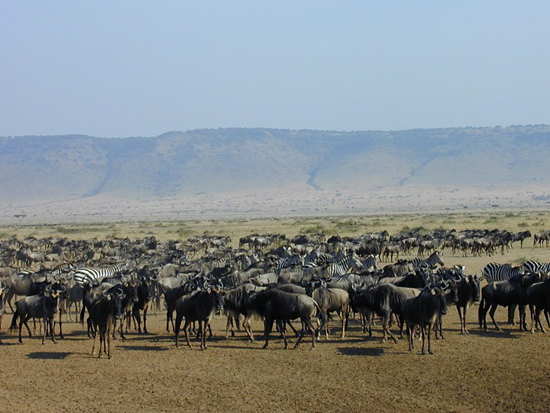 Zebras and wildebeests in the Mara