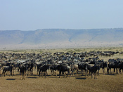 Follow the herds on migration