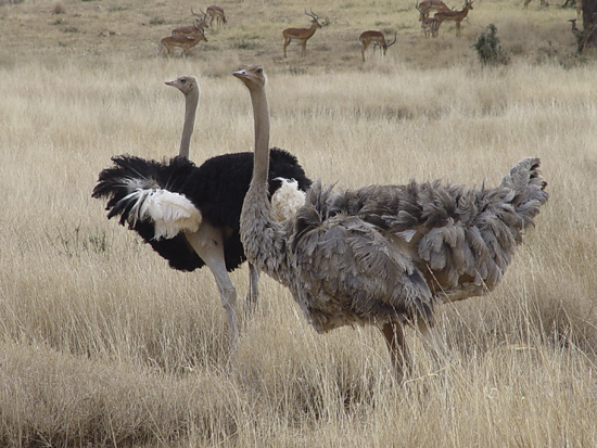 Ostriches and Impalas