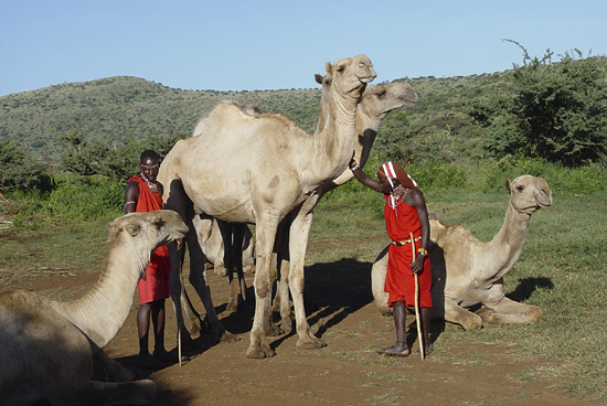 Camels with Samburu staff