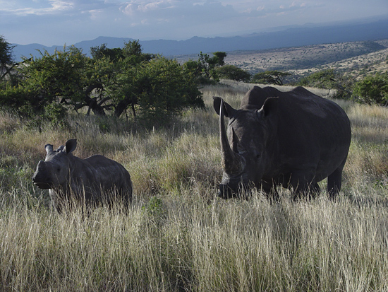 White Rhino with calf
