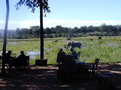Elephant viewing from camp