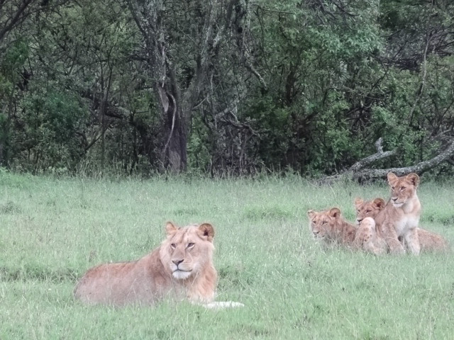 Game Drive - lions