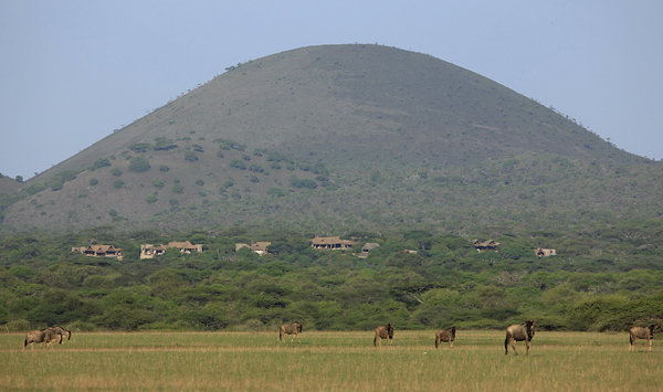 Wildebeests in front of the camp
