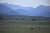 Wildebeests and vista