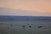 Wildebeests and vista