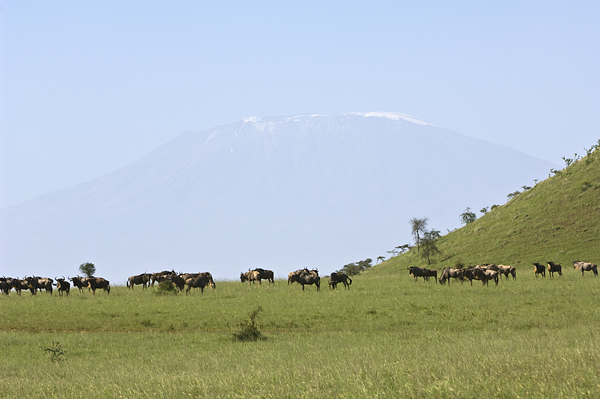 Wildebeests and Kilimanjaro
