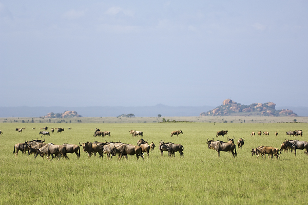 Wildebeests grazing