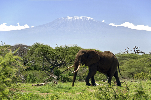 Bull Elephant and Kilimanjaro
