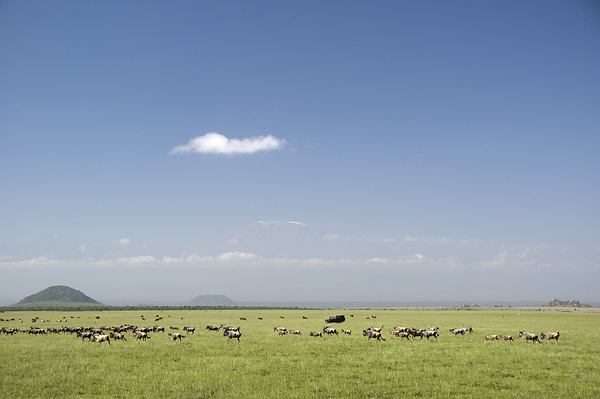 Wildebeests on the plain