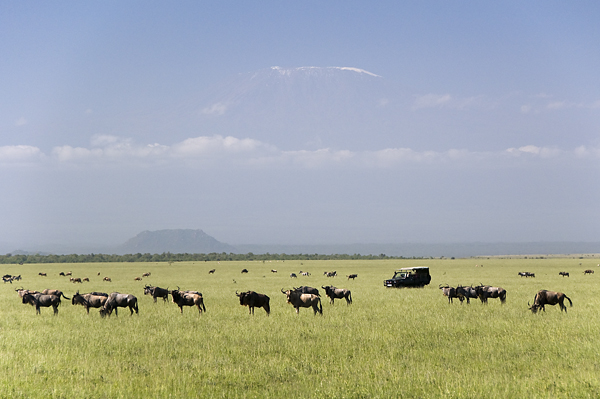 Wildebeests and Kilimanjaro