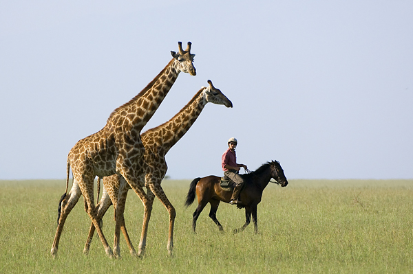 Riding amongst giraffes
