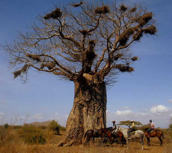 Horseback ride and Baobab tree