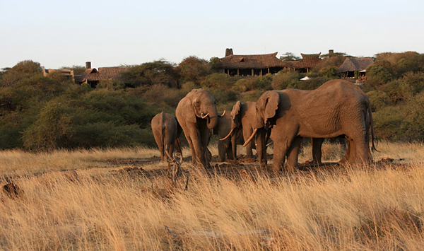 Elephants at Ol Donyo Wuas