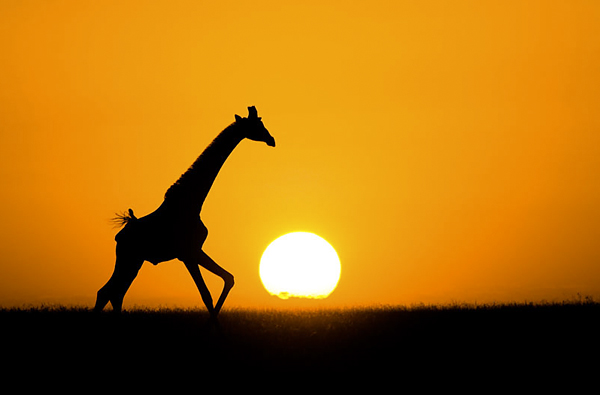 Giraffe at sunset