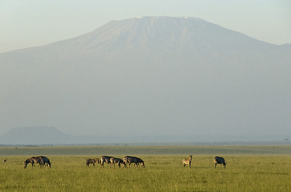 Zebras and Kilimanjaro