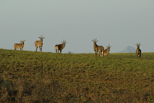 Herd of Roan antelope