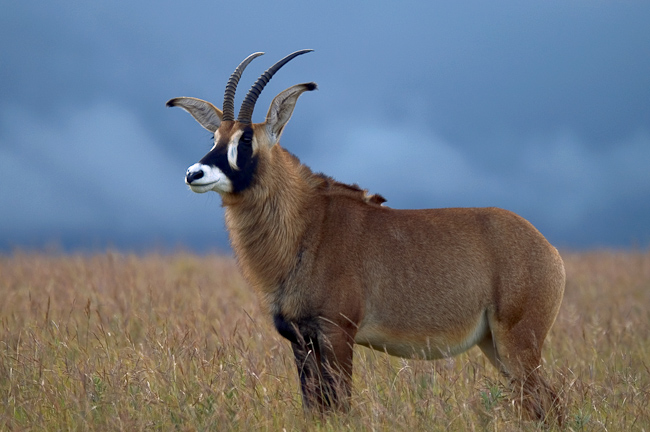 Roan antelope on the plateau