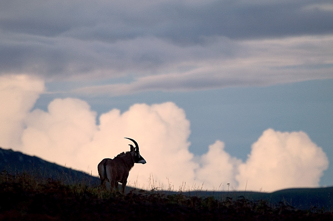 Roan antelope at Nyika