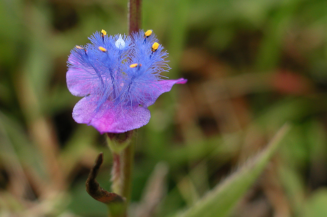 Colorful wildflower at Chintheche