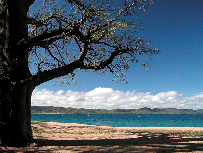Baobab tree on the lake shore