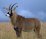 Malawi safari to Nyika - Roan antelope