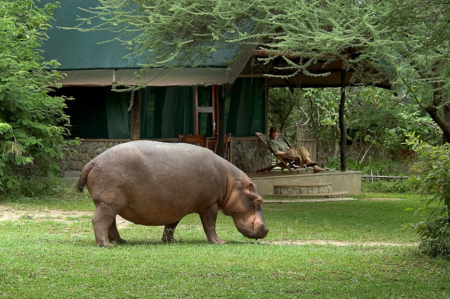 Hippo in the camp