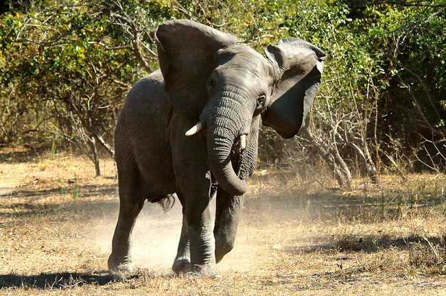 Elephant at Mvuu