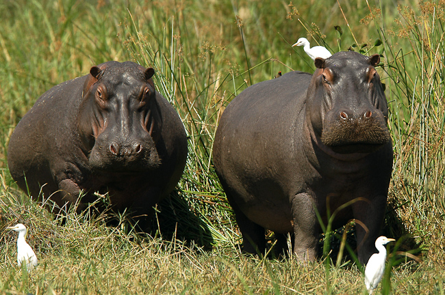 Hippos at Mvuu