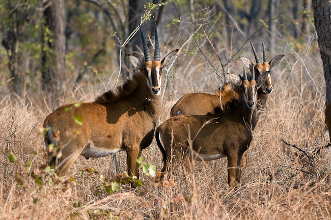 Sable antelopes at Mvuu