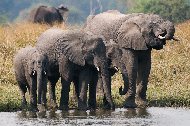 Elephants drinking at the river