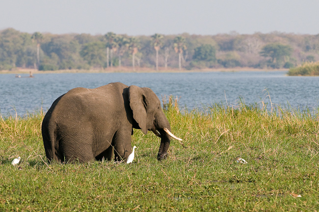 Elephant grazing along the river bank