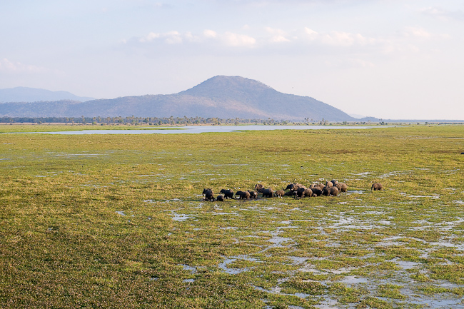 Elephants grazing on the water vegetation