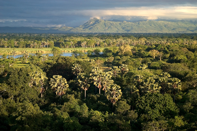 Mvuu on the Shire river in Liwonde National Park, Malawi