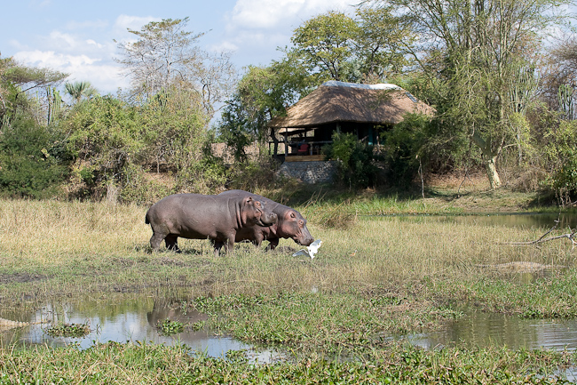 Hippos in front of camp