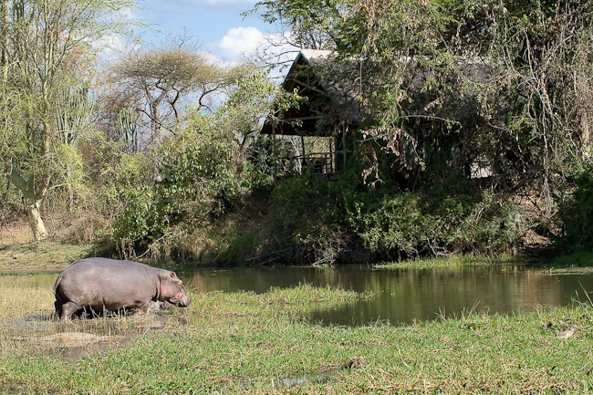Hippos at Mvuu Lodge