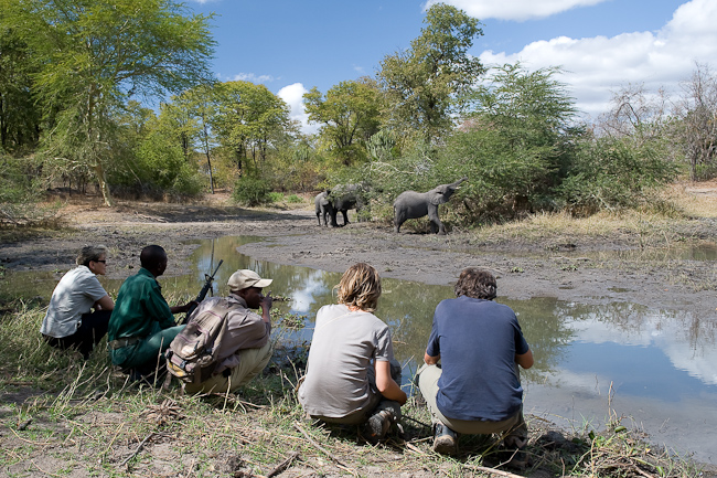 Walking safari and elephants