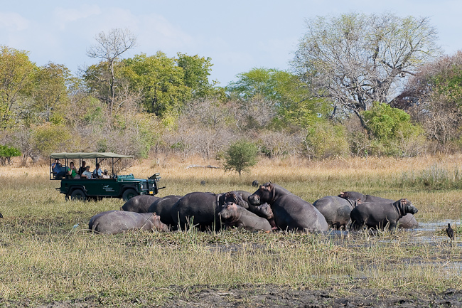 Hippos and Mvuu game drive