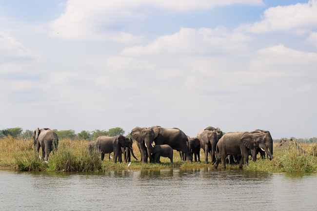 Elephants along the river bank