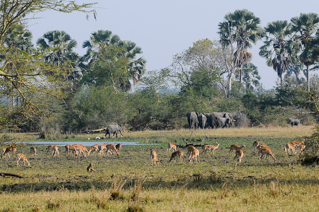 Impalas and elephants