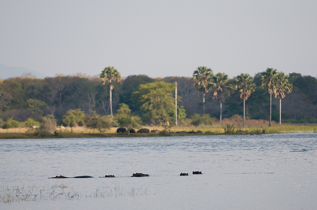 Hippos in the Shire river