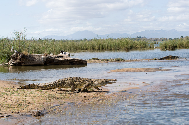 Enormous crocodile at Mvuu