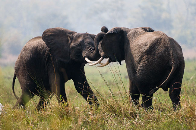 Elephants at Mvuu