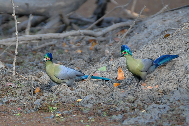 Purple-crested Turacos