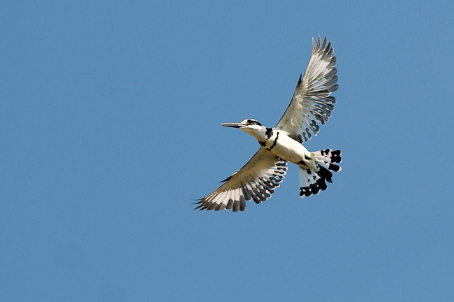 Pied kingfisher ñ one of the many who call Pumulani home